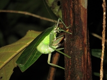 A giant katydid laying eggs (photo: Lan Qie, 2014)
